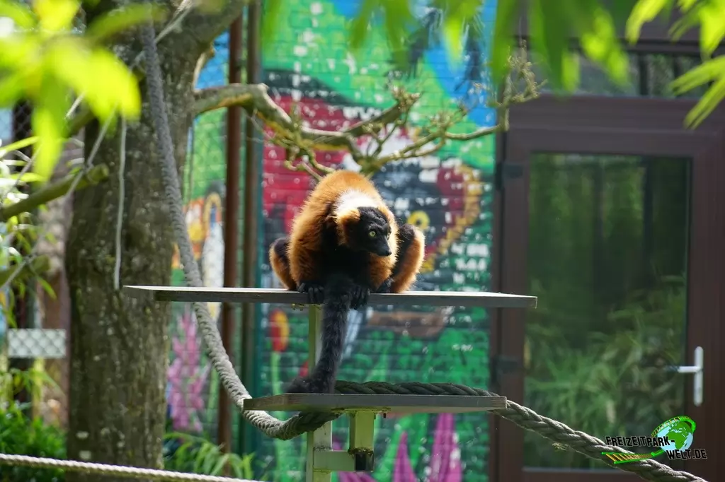 Roter Vari im Tierpark Gettorf - 2015