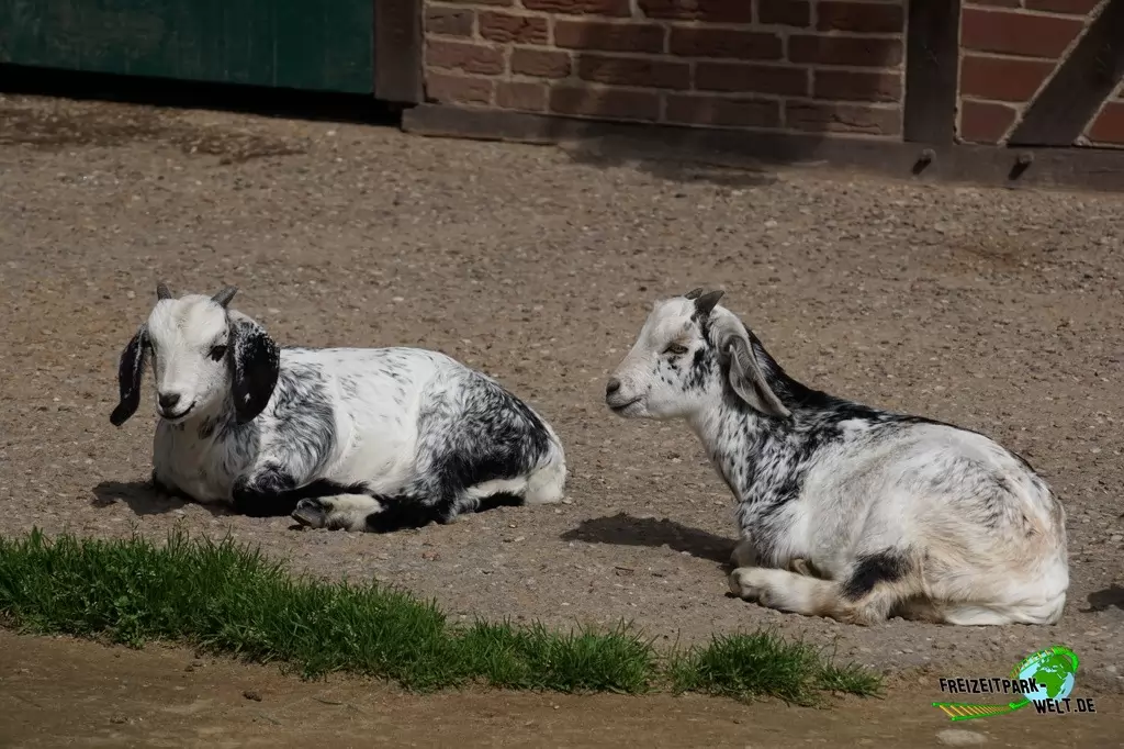 Afrikanische Zwergziege im Tierpark Gettorf - 2015