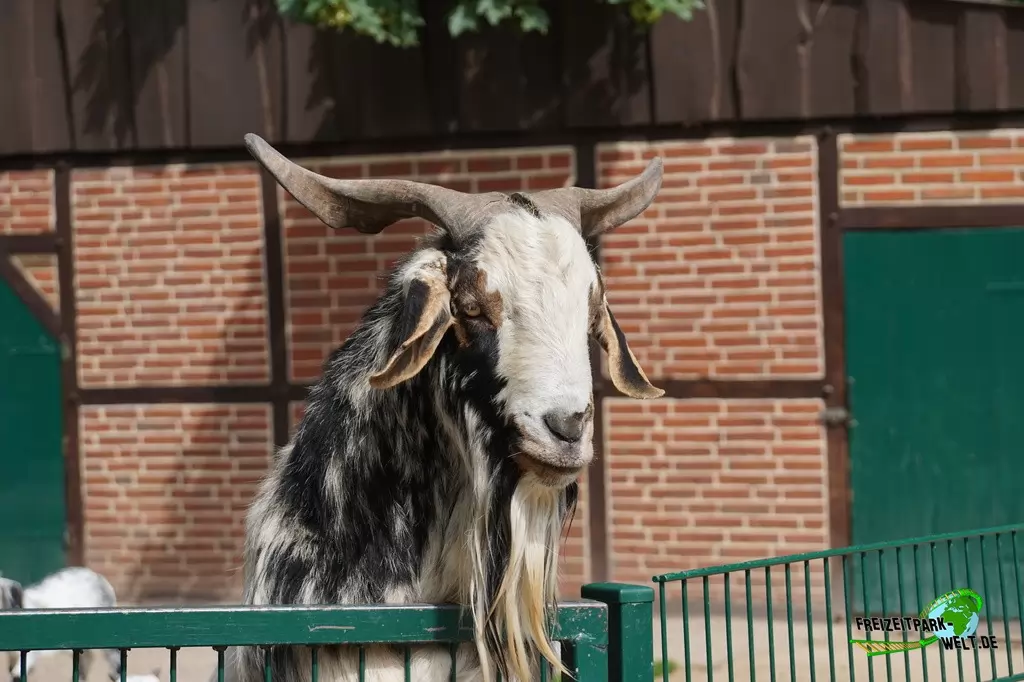 Afrikanische Zwergziege im Tierpark Gettorf - 2015