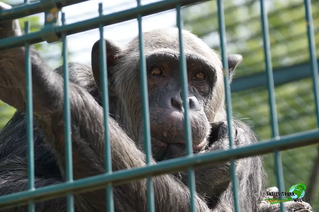 Schimpanse im Tierpark Gettorf - 2015