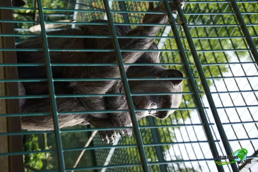 Schimpanse im Tierpark Gettorf - 2015