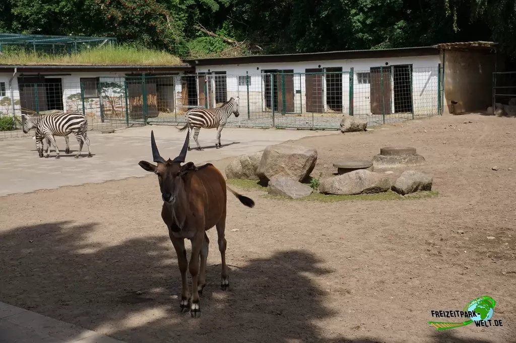Elenantilope im Tierpark Gettorf - 2015
