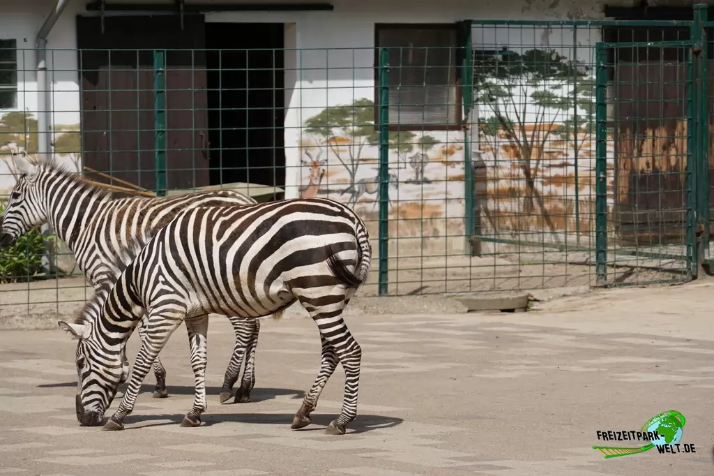 Steppenzebra im Tierpark Gettorf - 2015