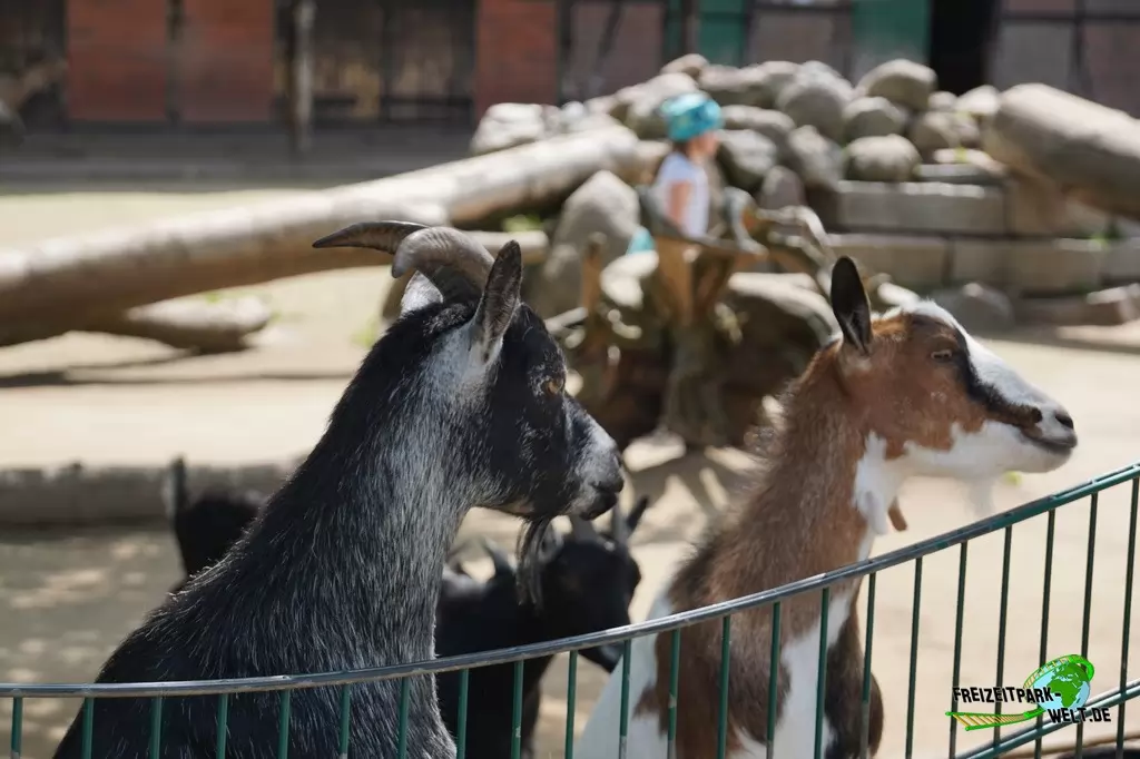 Afrikanische Zwergziege im Tierpark Gettorf - 2015