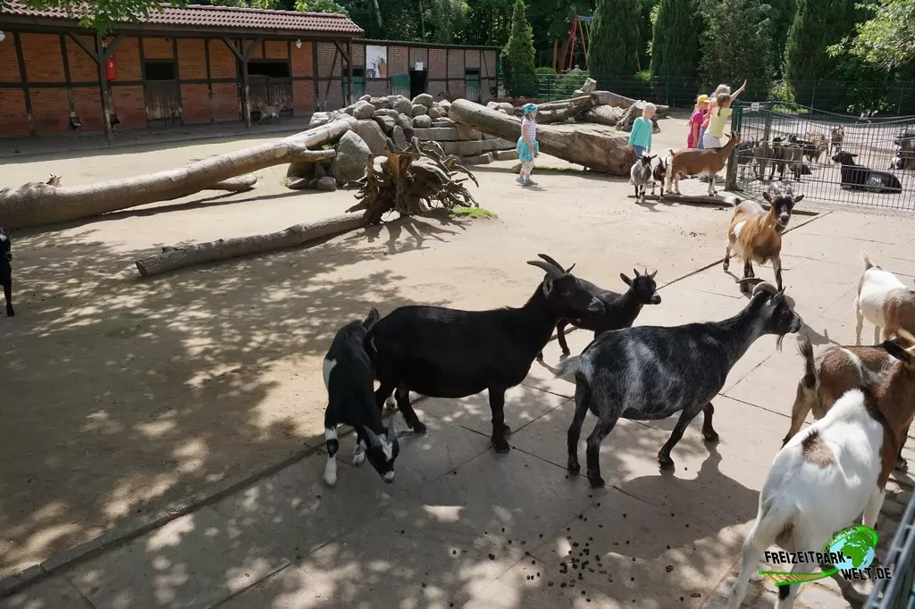 Afrikanische Zwergziege im Tierpark Gettorf - 2015