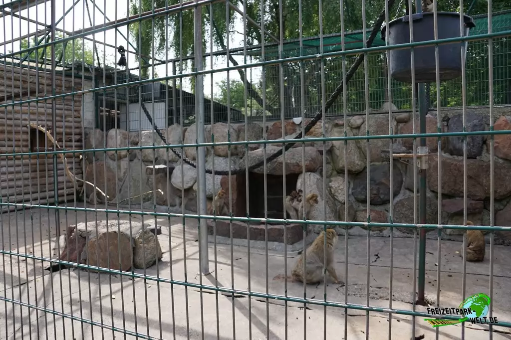 Berberaffen im Tierpark Gettorf - 2015