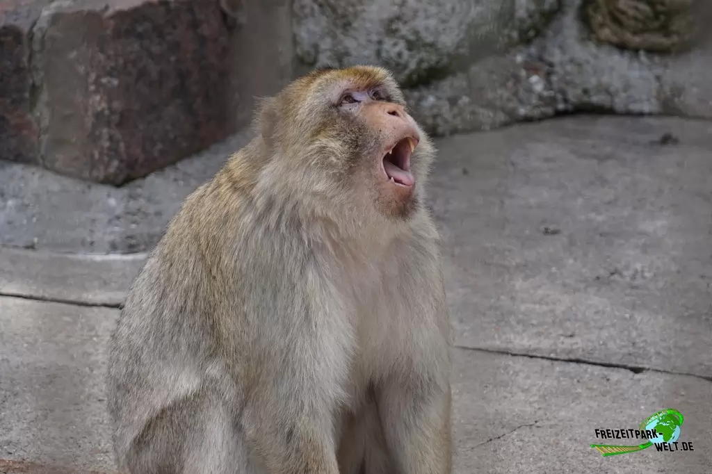 Berberaffen im Tierpark Gettorf - 2015