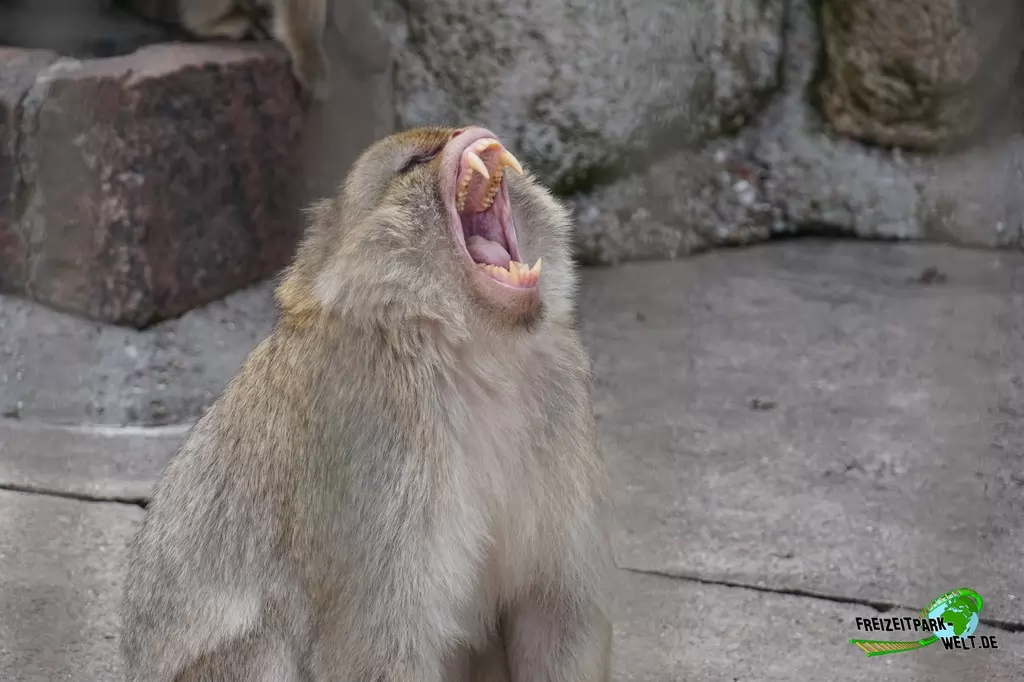 Berberaffen im Tierpark Gettorf - 2015