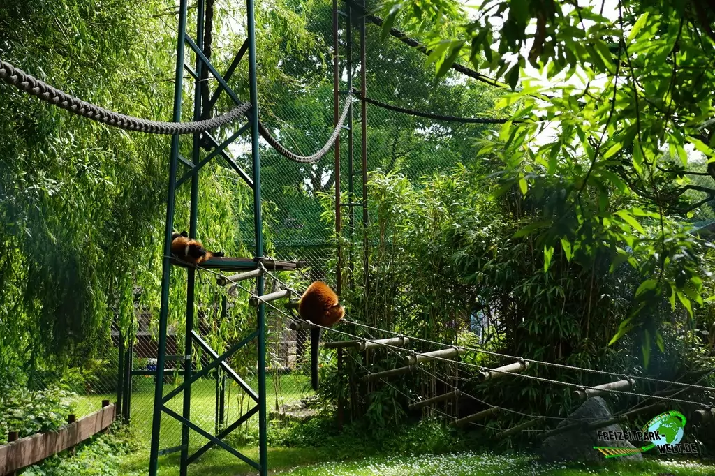Roter Vari im Tierpark Gettorf - 2015