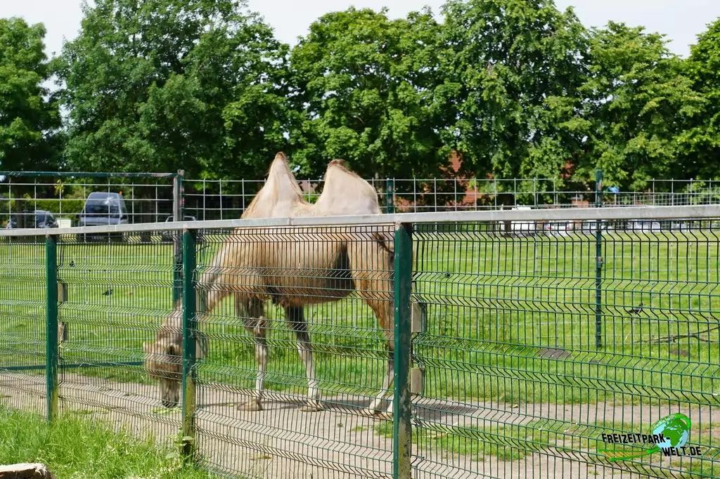 Trampeltier im Tierpark Gettorf - 2015