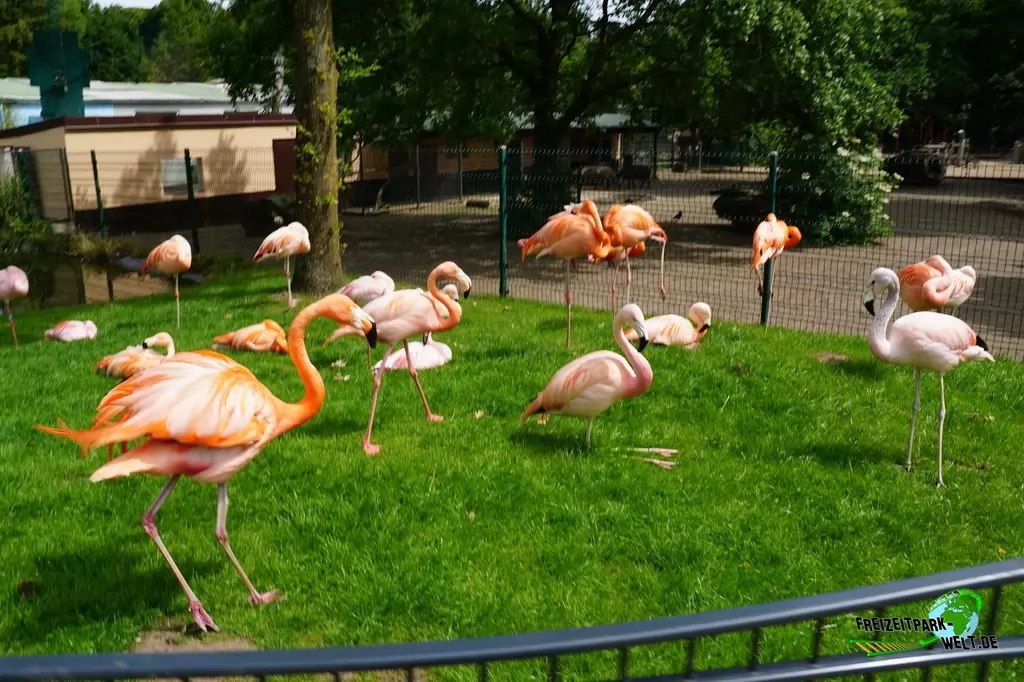 Chile-Flamingo im Tierpark Gettorf - 2015