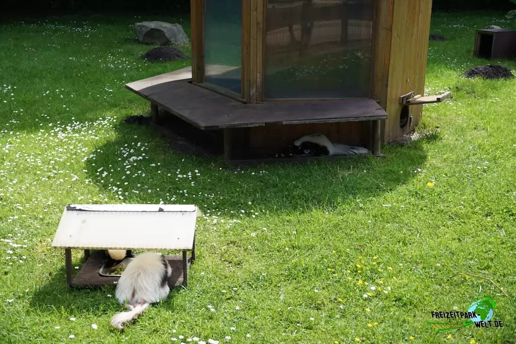 Streifenskunk im Tierpark Gettorf - 2015