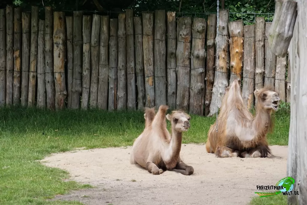 Trampeltier im Tierpark Gettorf - 2015