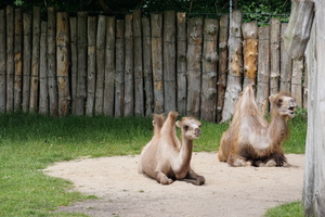 Mini-Galerie Tierpark Gettorf Foto 6