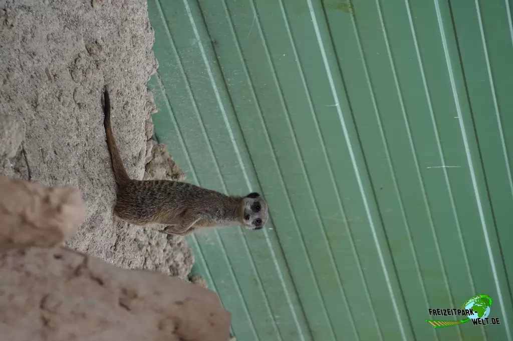 Erdmännchen im Tierpark Gettorf - 2015