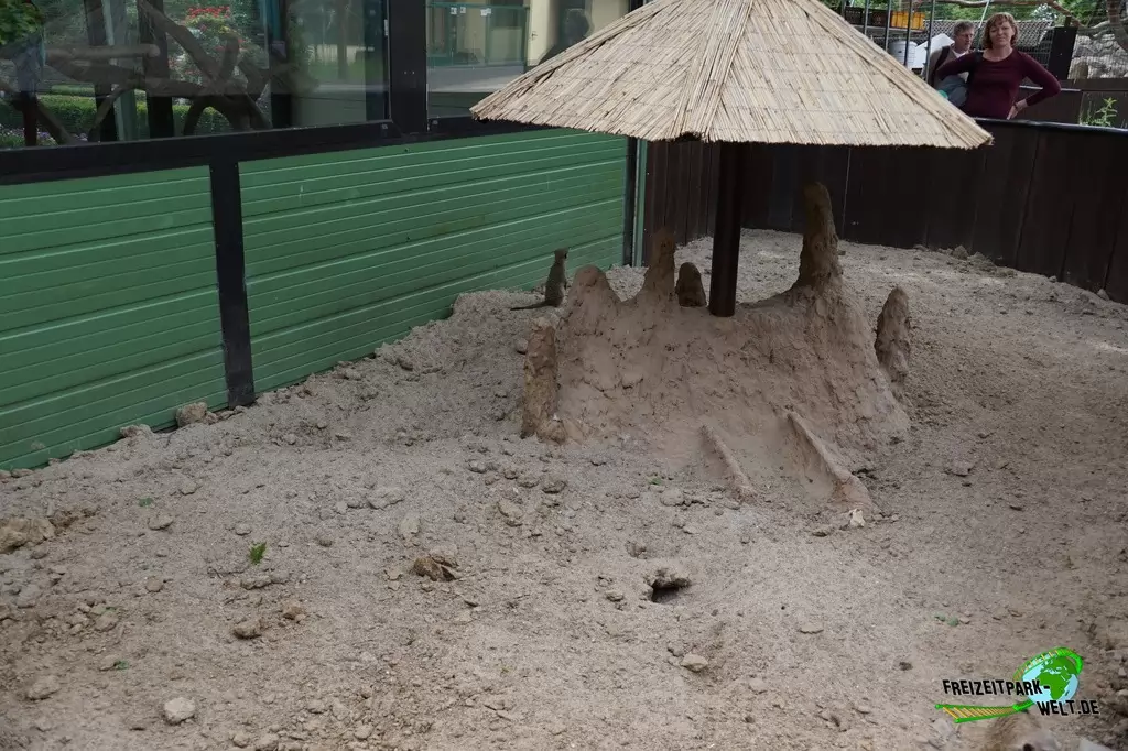 Erdmännchen im Tierpark Gettorf - 2015