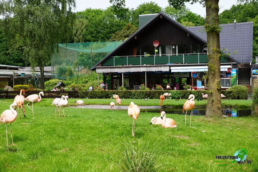 Chile-Flamingo im Tierpark Gettorf - 2015