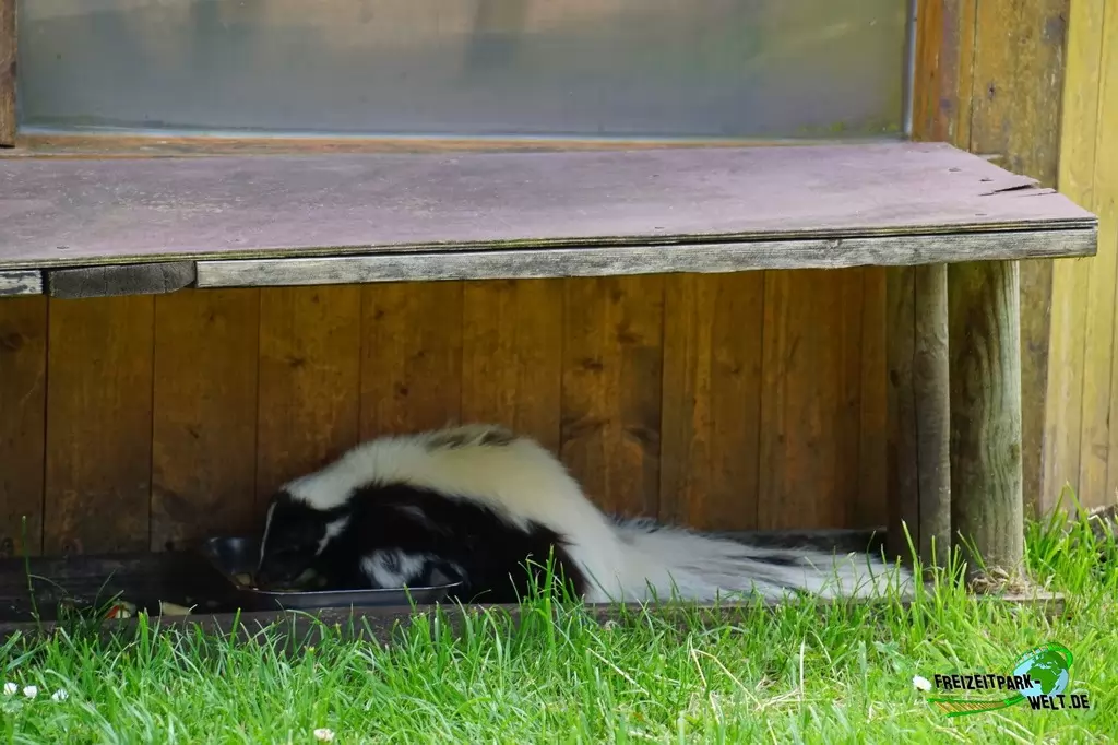 Streifenskunk im Tierpark Gettorf - 2015