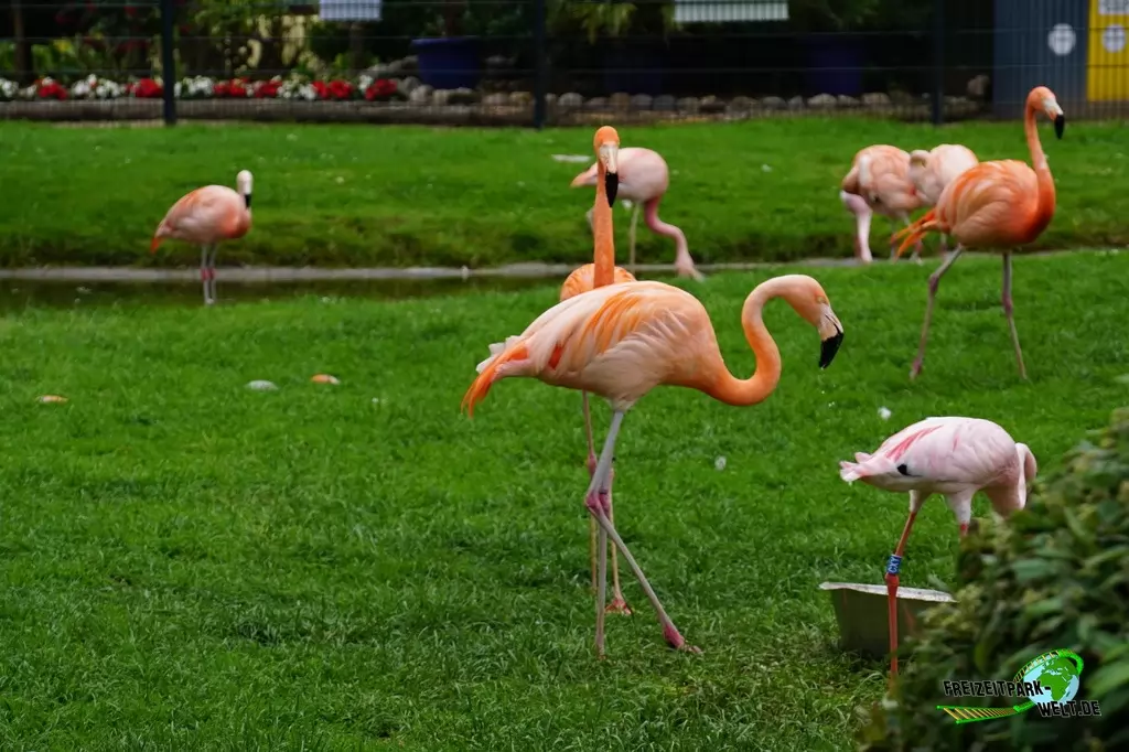 Chile-Flamingo im Tierpark Gettorf - 2015