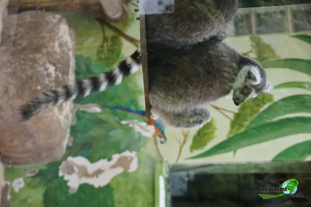 Katta im Tierpark Gettorf - 2015