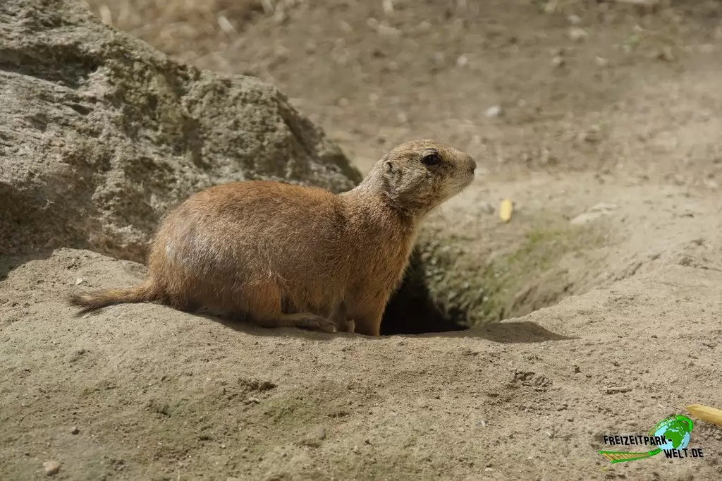 Präriehund im Tierpark Gettorf - 2015
