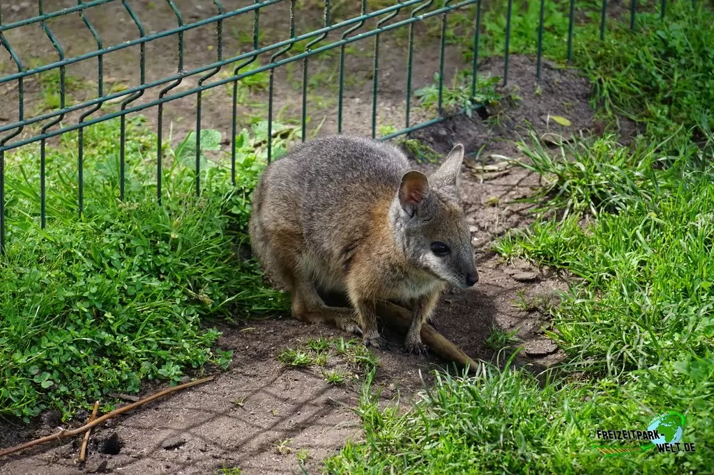 Benettkänguru im Tierpark Gettorf - 2015