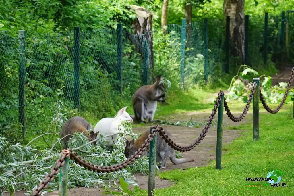 Benettkänguru im Tierpark Gettorf - 2015