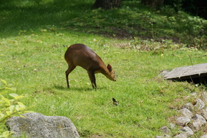 Mini-Galerie Tierpark Gettorf Foto 4