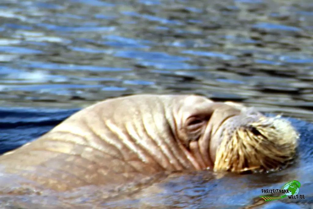 Walross im Tierpark Hagenbeck - 2015