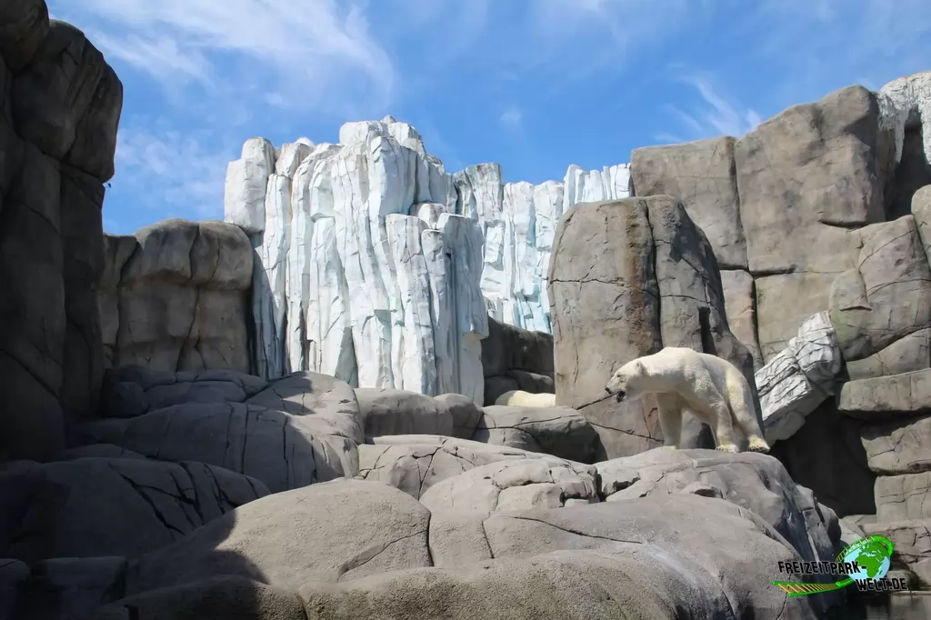 Eisbär im Tierpark Hagenbeck - 2015