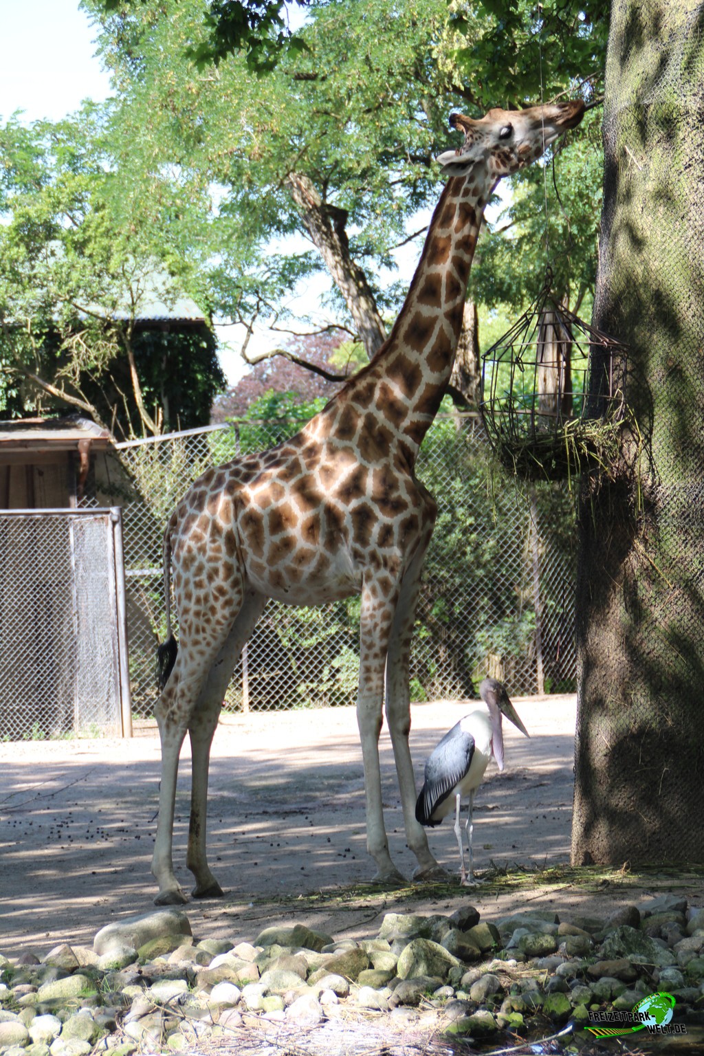 Giraffe im Tierpark Hagenbeck - 2015