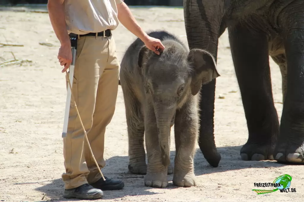Asiatischer Elefant im Tierpark Hagenbeck - 2015