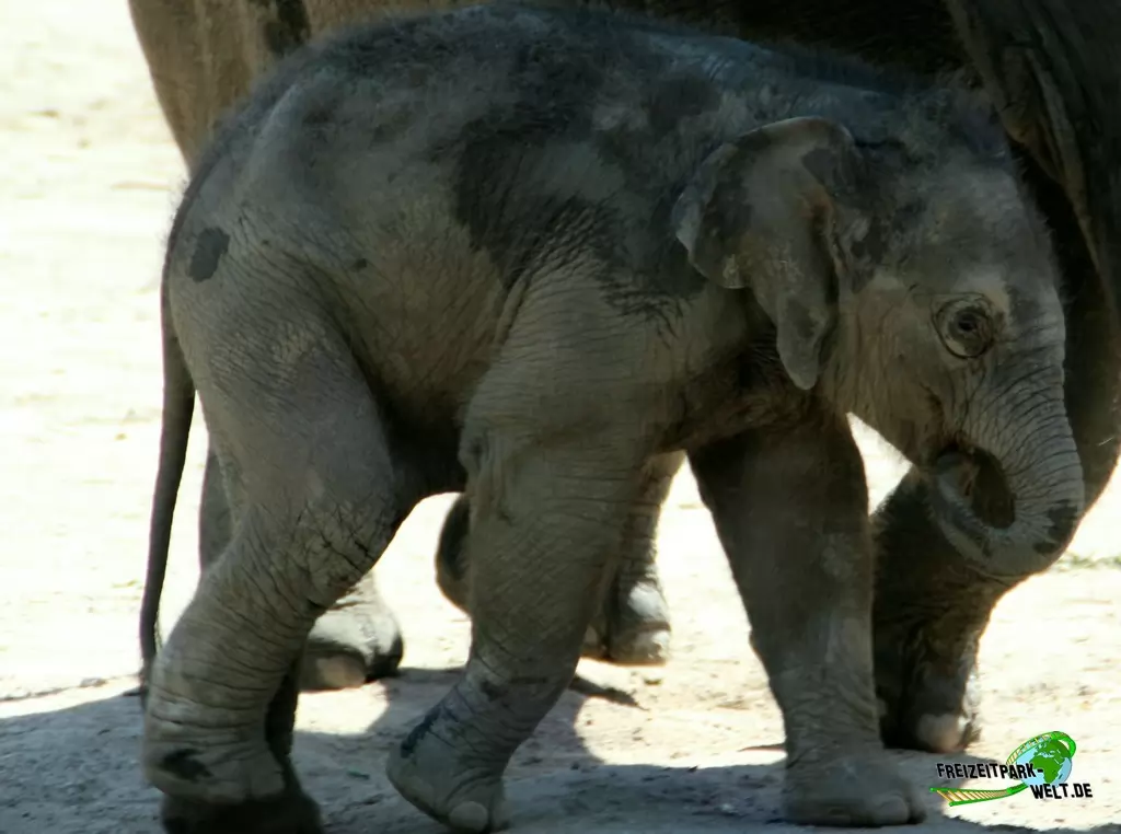 Asiatischer Elefant im Tierpark Hagenbeck - 2015