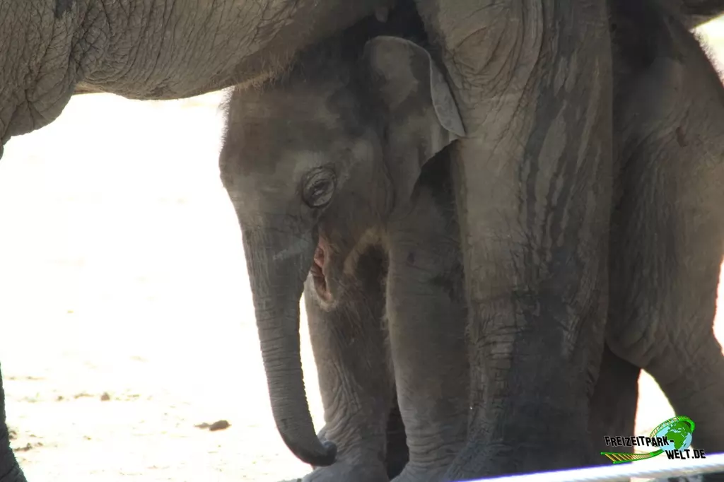 Asiatischer Elefant im Tierpark Hagenbeck - 2015