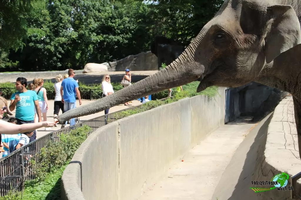 Asiatischer Elefant im Tierpark Hagenbeck - 2015
