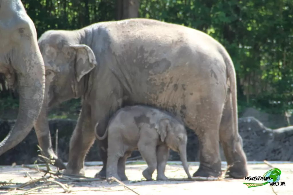 Asiatischer Elefant im Tierpark Hagenbeck - 2015