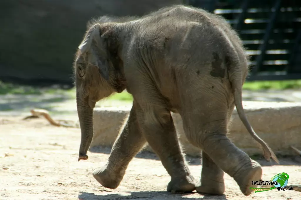 Asiatischer Elefant im Tierpark Hagenbeck - 2015