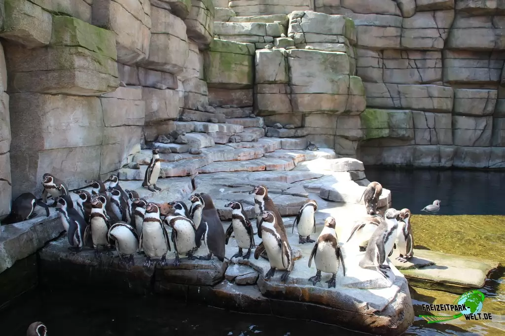 Humboldt-Pinguine im Tierpark Hagenbeck - 2015