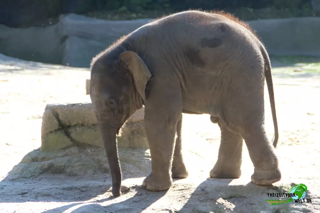 Asiatischer Elefant im Tierpark Hagenbeck - 2015