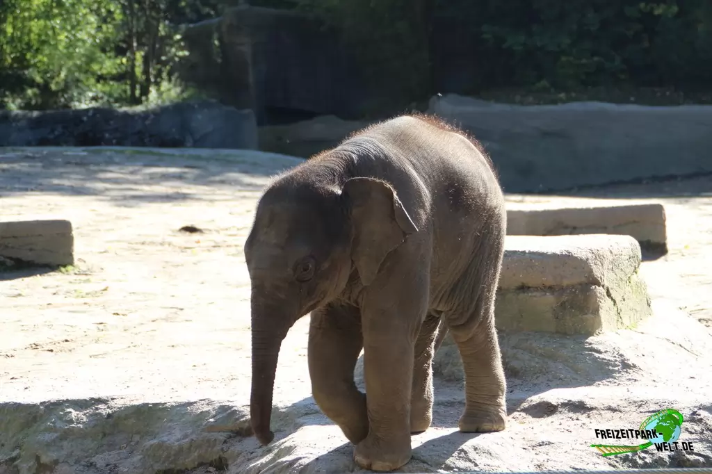 Asiatischer Elefant im Tierpark Hagenbeck - 2015