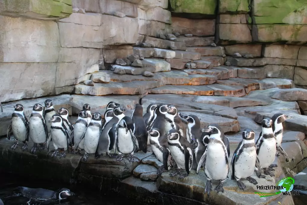 Humboldt-Pinguine im Tierpark Hagenbeck - 2015