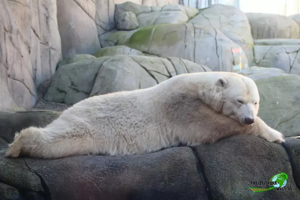 Eisbär im Tierpark Hagenbeck - 2015