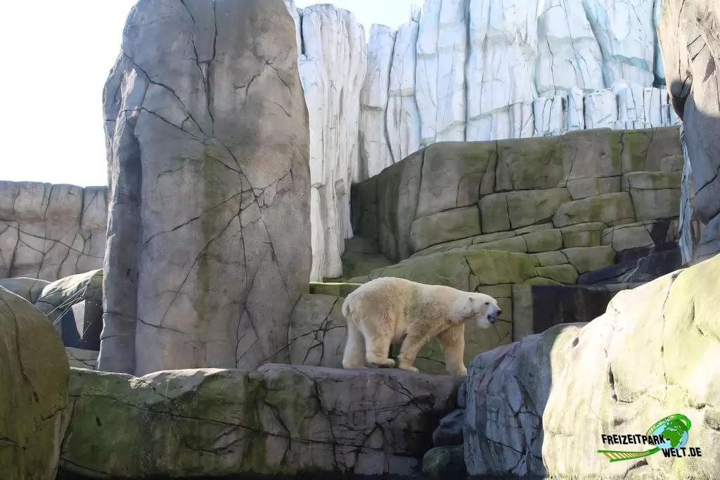 Eisbär im Tierpark Hagenbeck - 2015