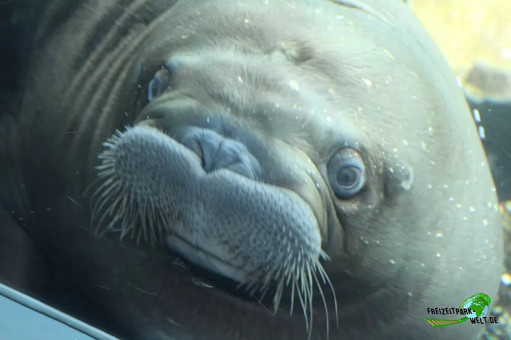 Walross im Tierpark Hagenbeck - 2015