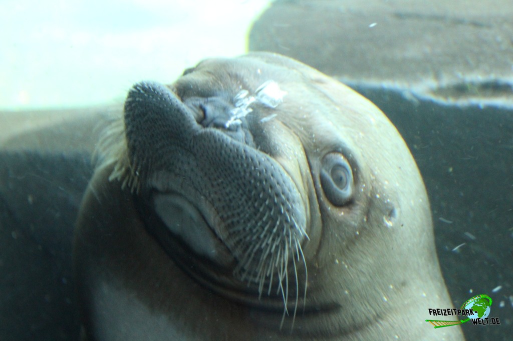 Walross - Tierpark Hagenbeck