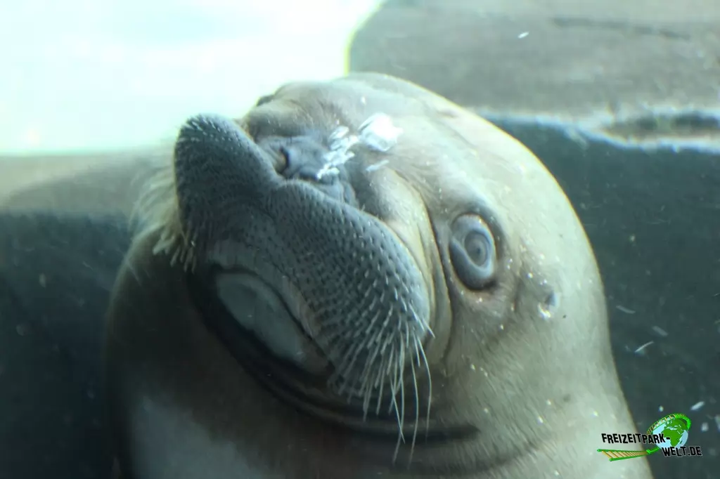 Walross im Tierpark Hagenbeck - 2015
