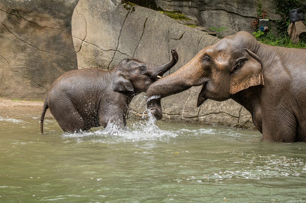 Asiatischer Elefant im Tierpark Hagenbeck - 2022