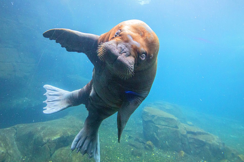 Walross im Tierpark Hagenbeck - 2022