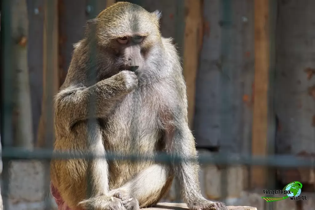 Mandrill im Tierpark Hamm - 2015