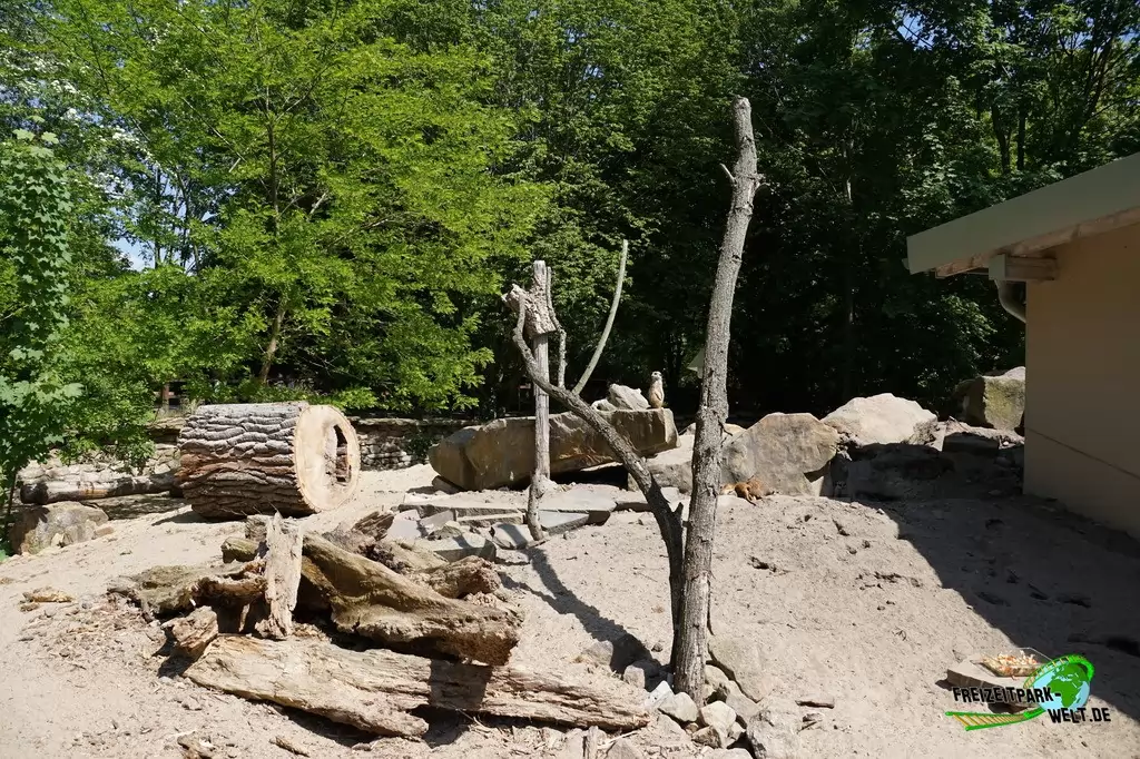 Erdmännchen im Tierpark Hamm - 2015